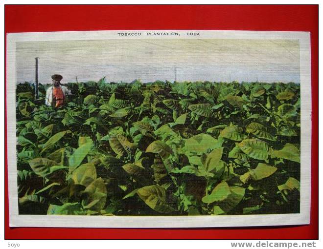 Cuba, Tabac, Havane, Tobacco Plantation - Cuba