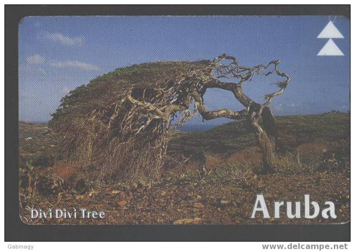 ARUBA 08 - DIVI DIVI TREE - Aruba