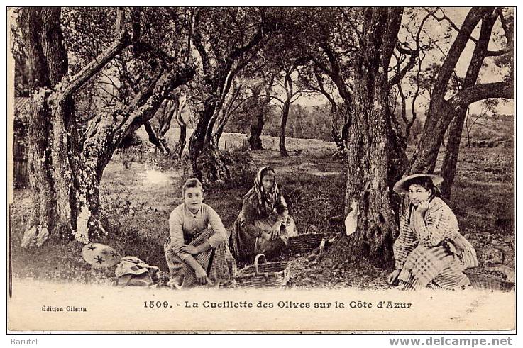 CÔTE D´AZUR - Cueillette Des Olives - Cultivation