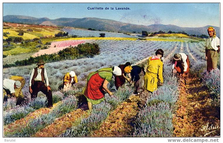 CUEILLETTE DE LA LAVANDE - Cultivation