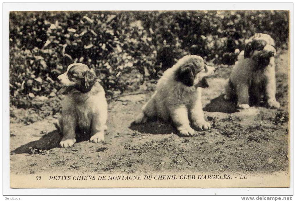 H81 - Petits Chiens De Montagne Du Chenil-Club D'ARGELES (1929) - Argeles Gazost