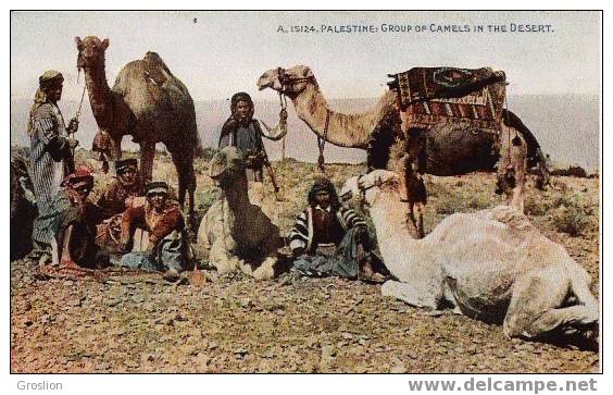 PALESTINE A 15124 GROUP OF CAMELS IN THE DESERT - Palestine