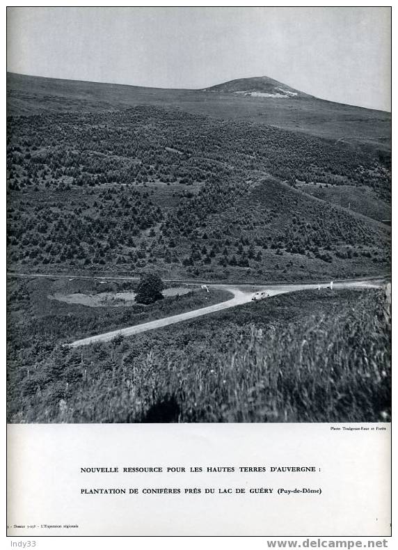 "PLANTATION DE CONIFERES PRES DU LAC DE GUERY (Puy-de-Dôme)". REPRO PHOTO . - Other & Unclassified