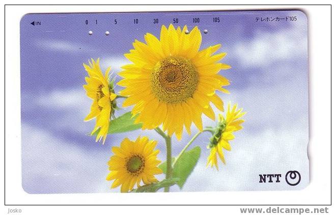 SUNFLOWER ( Japan ) - Tournesol - Soleil - Girasol - Girasole - Sonnenblume - Sunflowers - Tournesols - Fleurs