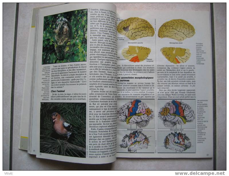 Science Et Vie, Hors-Série : LE CERVEAU ET LA MEMOIRE (n° 162, Mars 1988). Sommaire, Voir Scan - Ciencia