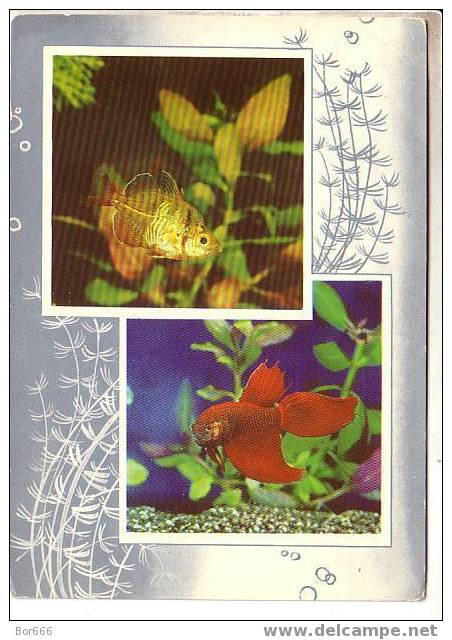 INTERESTING RUSSIA POSTCARD 1974 - Aquarium Fishes - Fische Und Schaltiere