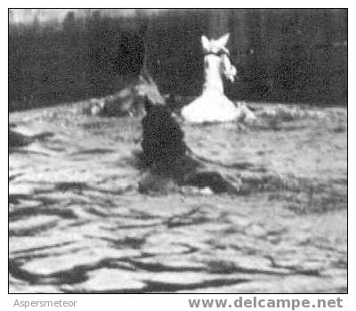 CHEVAUX SWIMMING - CABALLOS NADANDO Y GENTE CAZANDO EN BOTE - PARAGUAY CIRCA 1915 RARISIME TOP CARTE - Paraguay