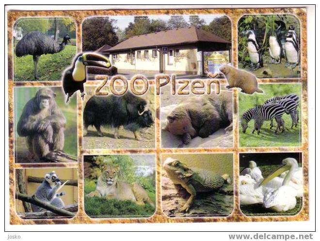 ZOO - Monkey - Singe - Penguin - Manchot - Lion - Bear - Ours - Zebra - Bison - Buffalo - Tucan Bird - Lizard - Iguana - Cebras