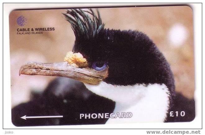 Fauna – Birds - Vogel - Oiseaux - Oiseau – Uccello – Pajaro - Bird - Falkland Islands - KING CORMORANT - Falkland