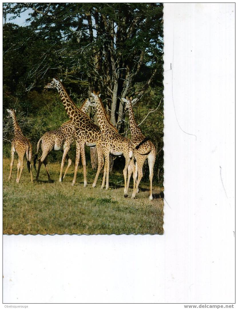 5 SUPERBES GIRAFFES 1967 SM DENTELEES - Tanzanía