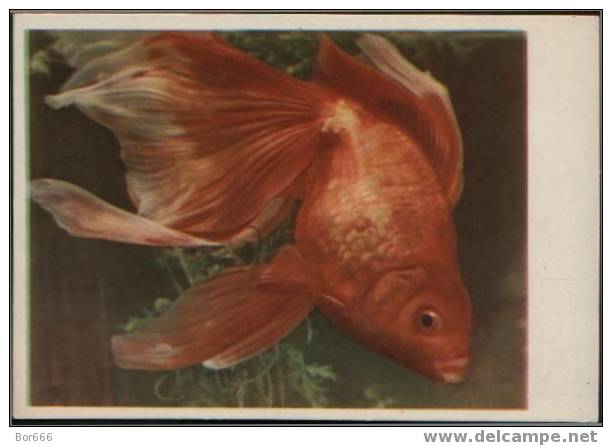 GOOD USSR POSTCARD 1959 - GOLDEN FISH - Fische Und Schaltiere