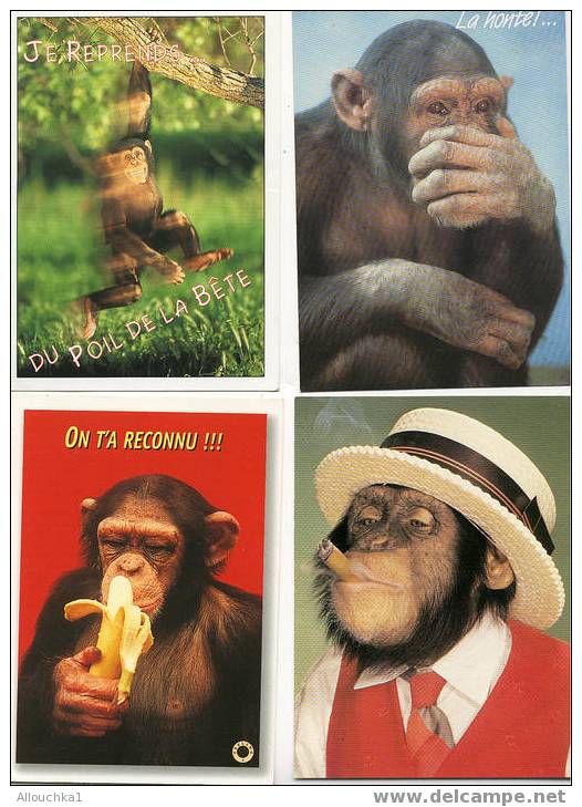 4 CARTES POSTALES HUMOURISTIQUES SUR LE THEME DES ANIMAUX DES CHIMPANZES DES SINGES /MONKEYS - Affen