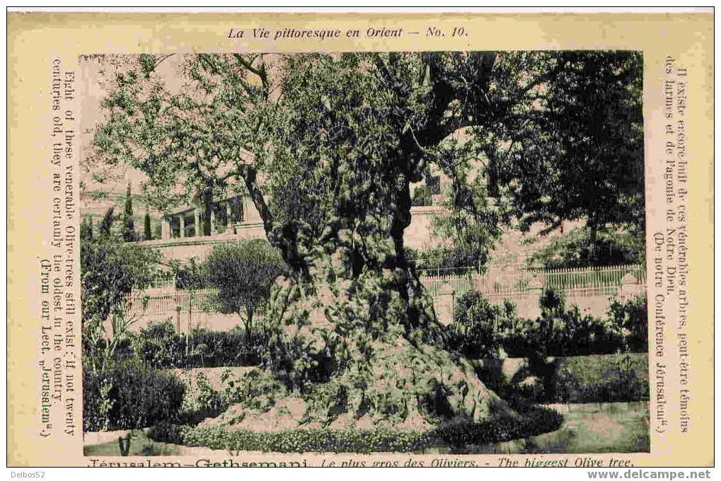 Jerusalem - Gethsemani - Le Plus Gros Des Oliviers - Palestine