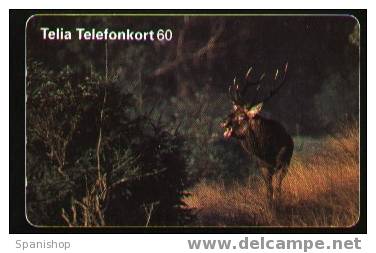 Sweden Deer, Ciervo Animal, Fauna, Wildlife - Jungle