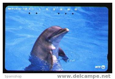 Japan Dolphin Animal Fauna Sea Marine - Dolphins