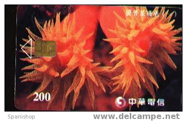 Taiwan Orange Anemona Animal Fauna Sea Marine - Poissons