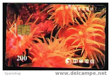 Taiwan Orange Group Anemona Animal Fauna Sea Marine - Peces