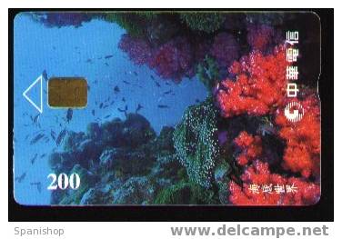 Taiwan Fish And Coral  Animal Fauna Sea Marine - Peces