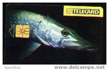 Czech Rep.Fish Animal Fauna Sea Marine - Peces
