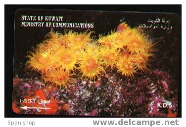 Kuwait Animal Fauna Sea Marine Anemona - Vissen