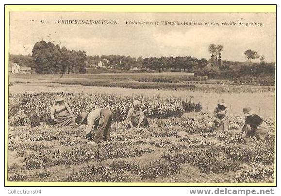 91/ VERRIERES LE BUISSON  /ETS VILMORIN ANDRIEUX /RECOLTE DE GRAINES / THEME AGRICULTURE - Verrieres Le Buisson