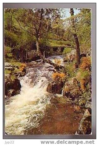 Jolie CP Ruisseau à Truites - Auvergne ? - Rivière Pêche Pêcheurs - A Circulée - Superbes Couleurs - Poissons Et Crustacés