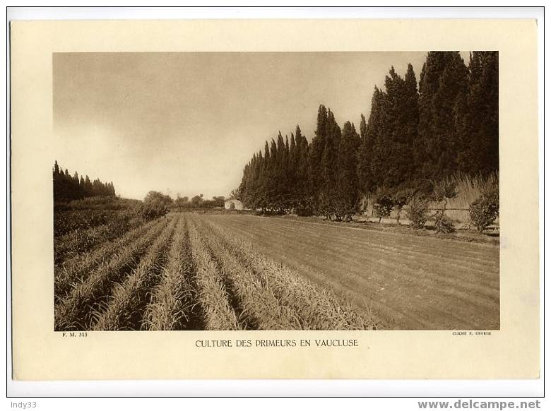 "CULTURE DES PRIMEURS EN VAUCLUSE". REPRO DE PHOTO DES ANNEES 1935 . - Other & Unclassified