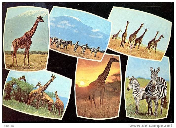 CARTE POSTALE DE GIRAFES ET ZEBRES - KENYA - Zebre