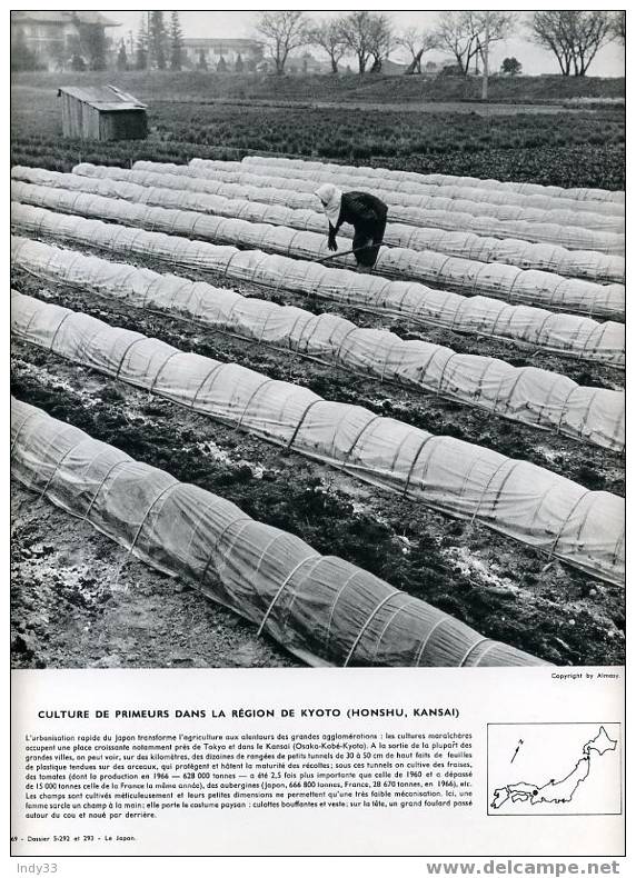 "CULTURE DE PRIMEURS DANS LA REGION DE KYOTO (HONSHU , KANSAI)". REPRO PHOTO . - Other & Unclassified