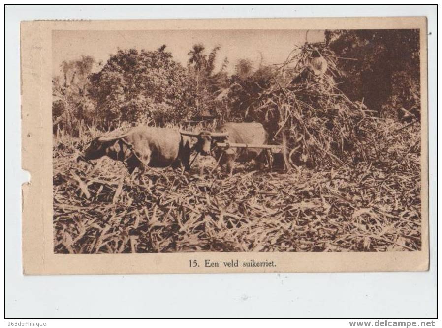 Congo Belge - Een Veld Suikerriet - Missions
