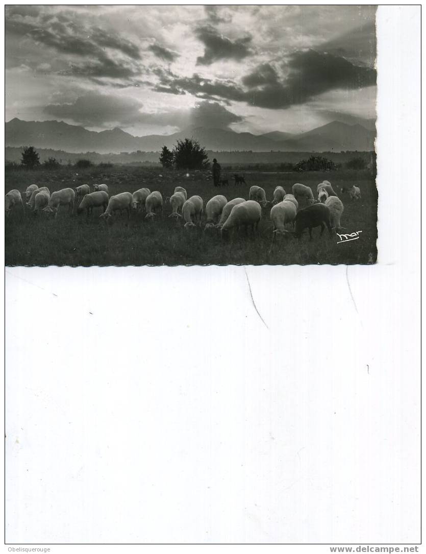 BERGER ET SON TROUPEAU NUAGES MAR 1954 SM DENTELEE - Viehzucht