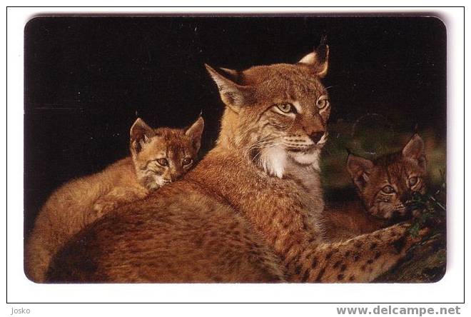 Animals – Animaoux – Fauna – Faune - Lynx - Der Luchs - Lince - Loup Cervier - LYNX LYNX  - Germany P 20 10.1999 - P & PD-Reeksen : Loket Van D. Telekom