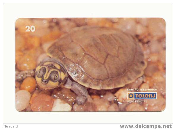 Sea Turtle – Tortoise – Tortuga Marina – Schildkroete – Tartaruga – Tortue – Tur (2) - Tortues