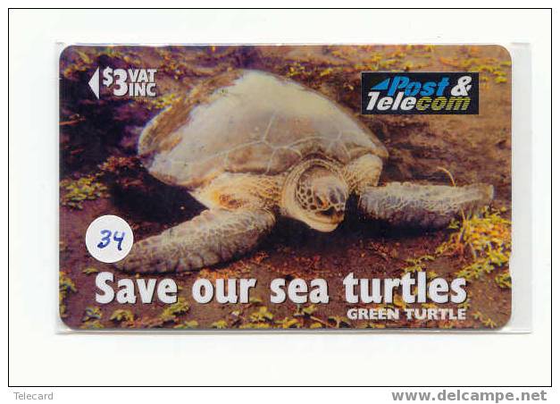 Sea Turtle – Tortoise – Tortuga Marina – Schildkroete – Tartaruga – Tortue – Turtle (34) - Schildpadden