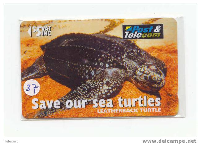 Sea Turtle – Tortoise – Tortuga Marina – Schildkroete – Tartaruga – Tortue – Turtle (37) - Schildpadden