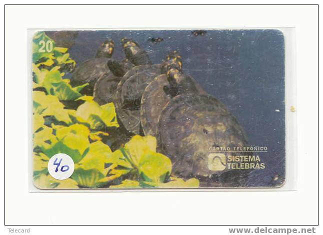 Sea Turtle – Tortoise – Tortuga Marina – Schildkroete – Tartaruga – Tortue – Turtle (40) - Schildpadden