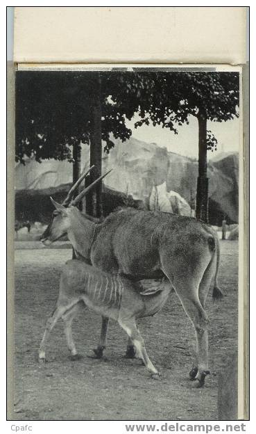 CARNET 9 CPA PARC ZOOLOGIQUE DU BOIS DE VINCENNES-MUSEUM NATIONAL-ELAN-ELEPHANTS-ZEBRE... - Zebra's