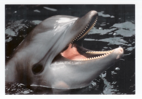 Dauphin - Photographe: James D. Watt (06-6542) - Dauphins