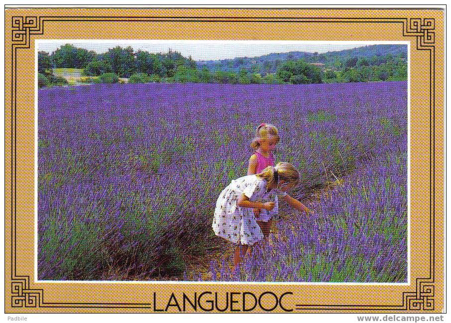Carte Postale Animée Du Languedoc - La Lavande - Languedoc-Roussillon