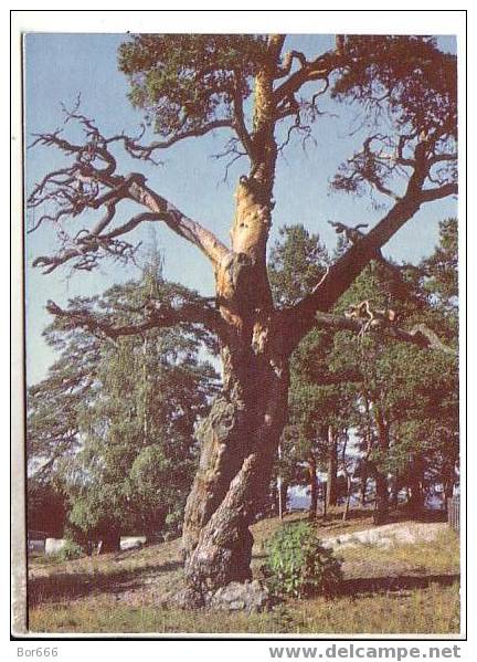 GOOD ESTONIA POSTCARD 1972 - Pine-trees At Võsu - Estonia