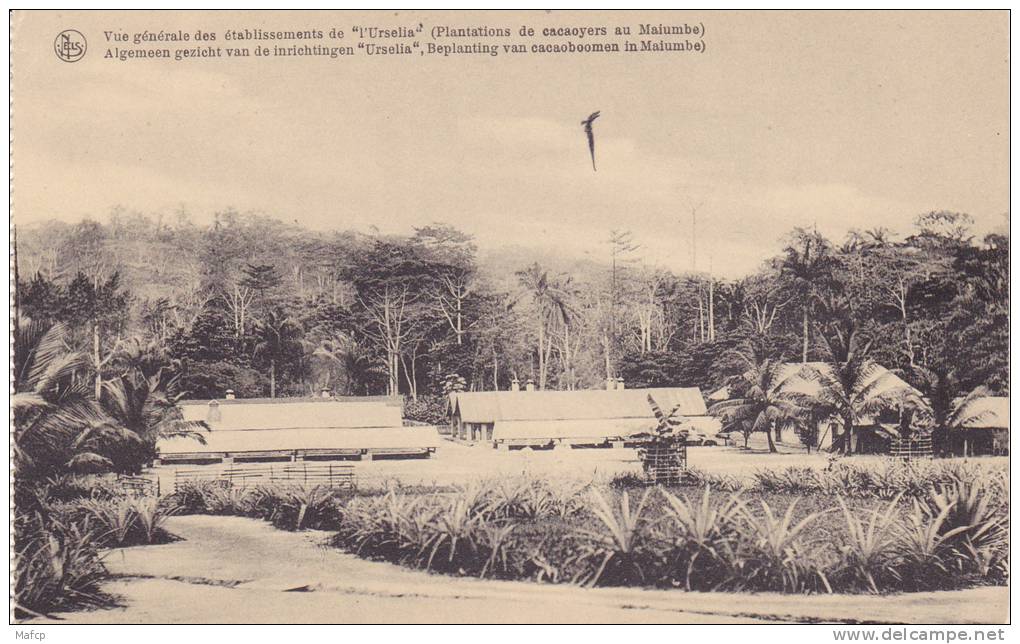 CONGO - Vue Générale Des établissements De L´Urselia - Plantations De Cacaoyers Au Malumba - Cultivation