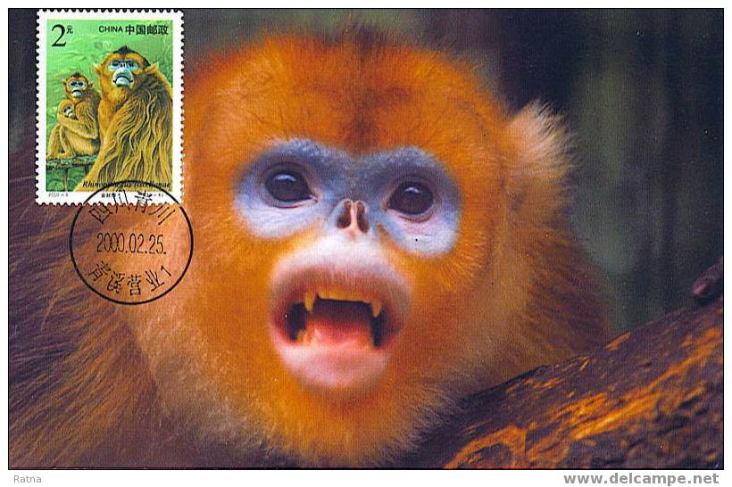 Chine : CM Carte Maximum. Singe, Golde Monkey, Rhinopithecus Roxellanae, Mammifère, Primate - Singes