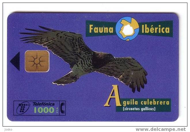 CIRCAETUS G. ( Spain Fauna Iberica )*** Eagle - Aigle - Adler - Aguila - Aquila * Birds Of Pray - Raptors Bird - Vulture - Emissions Basiques