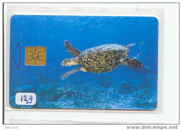 Turtle - Schildpad - Sea Turtle – Tortoise – Schildkroete – Tartaruga – Tortue (129) - Turtles