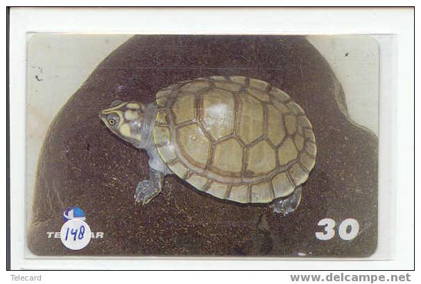 Turtle - Schildpad - Sea Turtle – Tortoise – Schildkroete – Tartaruga – Tortue (148) - Turtles