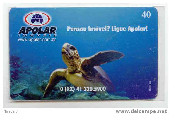 Turtle - Schildpad - Sea Turtle – Tortoise – Schildkroete – Tartaruga – Tortue (223) - Turtles