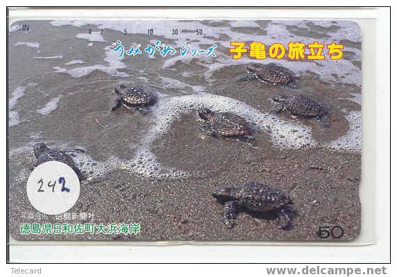 Turtle - Schildpad - Sea Turtle – Tortoise – Schildkroete – Tartaruga – Tortue (242) - Turtles