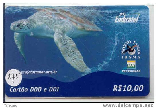 Turtle - Schildpad - Sea Turtle – Tortoise – Schildkroete – Tartaruga – Tortue (275) - Schildpadden