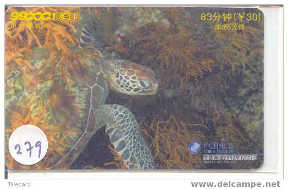 Turtle - Schildpad - Sea Turtle – Tortoise – Schildkroete – Tartaruga – Tortue (279) - Schildpadden