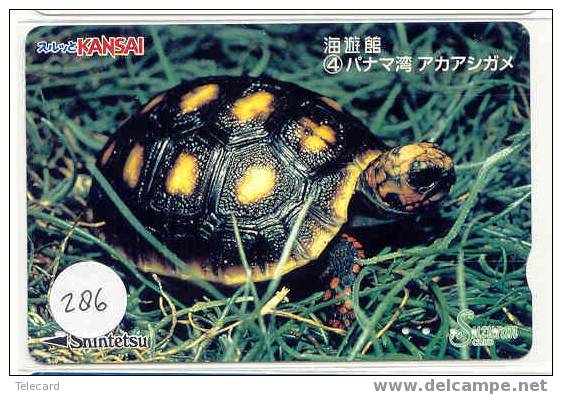 Turtle - Schildpad - Sea Turtle – Tortoise – Schildkroete – Tartaruga – Tortue (286) - Turtles
